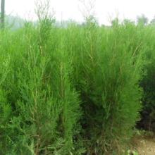 山東綠化苗木價格,山東綠化苗木批發(fā)價格