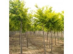 河北金葉榆廠家 河北金葉榆專業出售