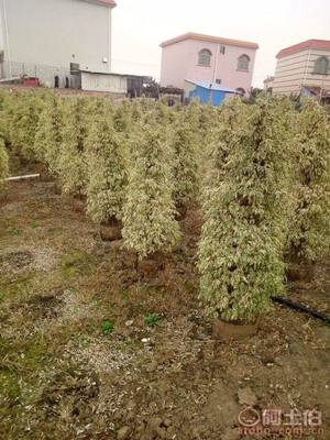 【星光榕大袋苗批發、量大優惠】綠化苗木,價格,廠家,供應商,花木,龍海市東泗興輝園藝場