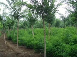 山東大地苗木基地供國槐法桐等_農副產品_世界工廠網