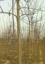 綠化苗木梧桐,法國(guó)梧桐_農(nóng)副產(chǎn)品_世界工廠網(wǎng)中國(guó)產(chǎn)品信息庫