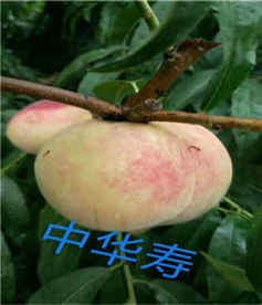 新聞 菏澤中蟠12號(hào)桃苗 報(bào)價(jià)