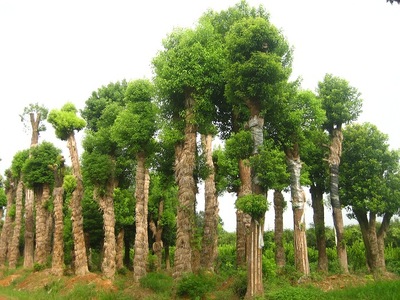 湖南花木香樟樹再生香樟移栽香樟骨架香樟全冠香樟等湖南苗木