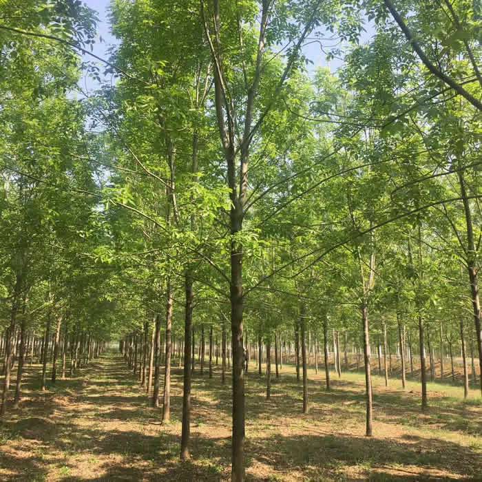 【12公分白蠟苗 江蘇白蠟苗多少錢 白蠟苗價(jià)格是多少 德祥苗木圖片】12公分白蠟苗 江蘇白蠟苗多少錢 白蠟苗價(jià)格是多少 德祥苗木圖片大全