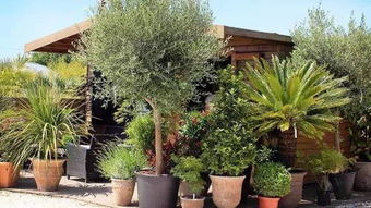 苗木投資必將遇到的五大風(fēng)險(xiǎn),你有信心抵擋嗎