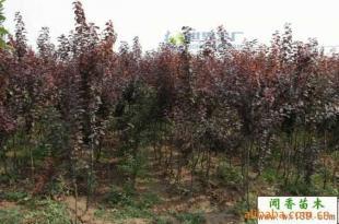 供應(yīng)紫葉李小苗 紅葉李工程苗 當(dāng)年生紫葉李價(jià)格_農(nóng)副產(chǎn)品_世界工廠網(wǎng)中國產(chǎn)品信息庫