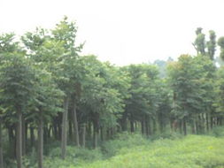 湖南欒樹供應(yīng) 30公分精品欒樹