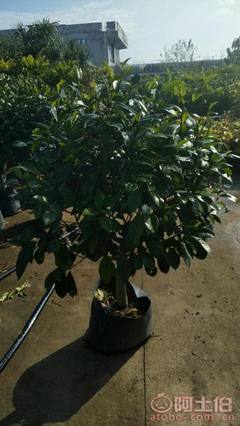 【球形含笑袋苗銷售、基地直銷、農(nóng)戶種植】綠化苗木,價格,廠家,供應(yīng)商,花木,龍海市東泗興輝園藝場 - 產(chǎn)品庫