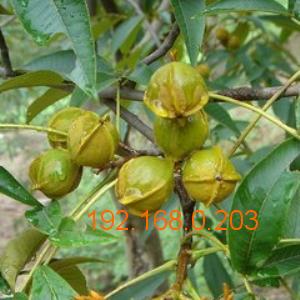 文玩核桃樹苗幾年掛果 臻淶軒工藝品sell 文玩核桃樹苗,文玩核桃樹苗幾年掛果 臻淶軒工藝品sell 文玩核桃樹苗生產(chǎn)廠家,文玩核桃樹苗幾年掛果 臻淶軒工藝品sell 文玩核桃樹苗價(jià)格