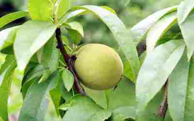 產(chǎn)品 油桃樹苗 蟠桃樹苗 3年桃樹苗繁育中心