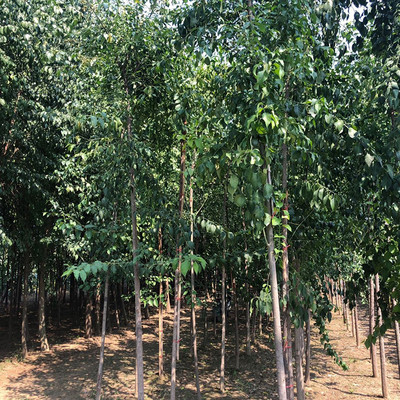 德承苗木 彩葉絲棉木 樹苗 成樹 園林綠化苗木價(jià)格 嫁接絲棉木 樹苗 面議圖片_高清圖_細(xì)節(jié)圖