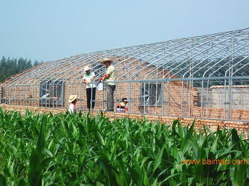 鄭州養殖大棚籌建廠家育苗大棚建造設計方案,鄭州養殖大棚籌建廠家育苗大棚建造設計方案生產廠家,鄭州養殖大棚籌建廠家育苗大棚建造設計方案價格