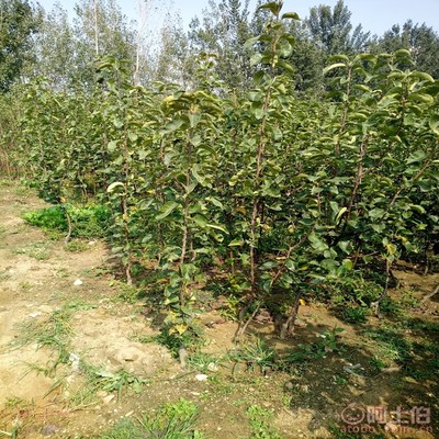 【梨苗怕水嘛口碑廠家黃金梨苗幾月份栽生長結果狀】泰安高新區(qū)旺運苗木中心 - 產品庫