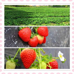 紅古 江雪草莓苗哪里便宜 新聞草莓苗價(jià)格