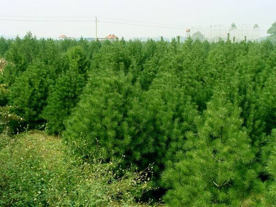 供應苗木零售 綠色苗木