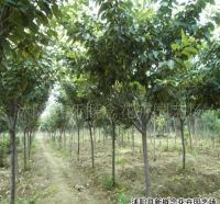 櫻花小苗,日本櫻花小苗,日本櫻花嫁接苗[供應]_綠化苗木_世界工廠網中國產品信息庫