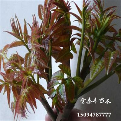 河北5公分香椿苗價格?5公分大棚香椿苗廠家?圖片|河北5公分香椿苗價格?5公分大棚香椿苗廠家?產品圖片由泰安金泰豐苗木公司生產提供-