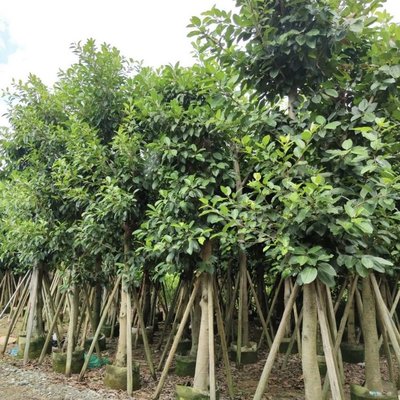 高山榕樹容器苗 全冠高山榕移栽苗 綠化風(fēng)景樹 常綠大喬木