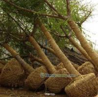 供應(yīng)14公分優(yōu)質(zhì)銀杏苗木|山東銀杏樹價格|12公分銀杏樹基地_傳媒、廣電_世界工廠網(wǎng)中國產(chǎn)品信息庫