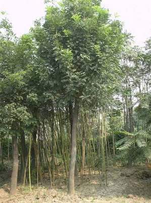 遼寧苗木-遼寧苗木|遼寧苗木基地|遼寧苗木信息|國槐1-遼寧苗木 (遼寧苗木信息,遼寧苗木,遼寧苗木基地,遼寧葡萄苗,遼寧葡萄基地,遼寧蘋果基地,遼寧綠化苗木,遼寧綠化,遼寧梨苗基地,苗木,綠化苗,那些苗好) 公司產(chǎn)品(生意通網(wǎng)站,商業(yè)搜索,網(wǎng)絡(luò)推廣)|金泉網(wǎng)商務(wù)網(wǎng)站