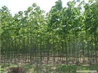 找上海苗木-上海苗木批發-上海苗木價格-上海苗木基地的上海紅葉李苗木供應-上海紅葉李苗木供應、上海紅葉李苗木供應價格、上海紅葉李苗木供應網價格、圖片、詳情,上一比多_一比多產品庫