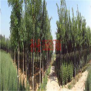 唐山苗木基地官方-唐山苗木基地企業內部展示相冊-圖片-產品圖片。