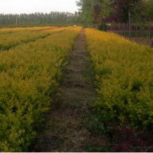 蘭州藍森苗木種植中心 供應產品