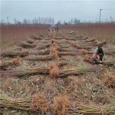 中華壽桃樹苗報價 浙江引進中華壽桃樹苗