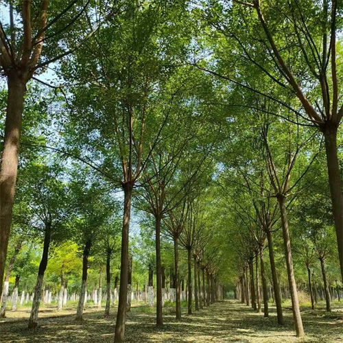 劍閣18公分移栽國槐批發(fā)價格表