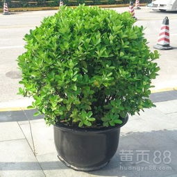 【武漢綠化公司苗木批發(fā)綠化施工,武漢園林公司苗木養(yǎng)護】-