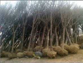 安徽阜陽供應(yīng)1公分法桐小苗 價格