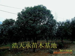 浙江金華浩天承苗木基地大量批發(fā)優(yōu)質(zhì)精品四季桂指導(dǎo)價(jià) 浙江金華浩天承苗木基地大量批發(fā)優(yōu)質(zhì)精品四季桂行情