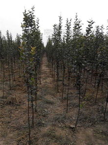 揚(yáng)州盆景綠化苗木 惠農(nóng)映霜紅 盆景綠化苗木廠家圖片