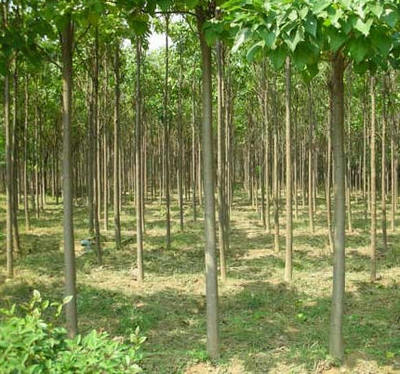 楸樹_苗木產品圖片