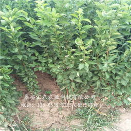 新聞 韶關武江西梅女神樹苗廠家