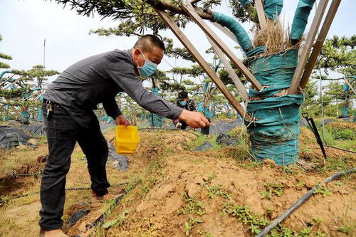 高淳椏溪 精品苗木助增收 鄉(xiāng)村長出 致富樹