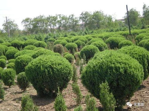 在苗木行業無論是上升期還是下滑期,這八條,作為苗木人的你不得不看