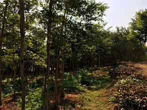 交趾黃檀價格 優質大紅酸枝樹苗專業供應