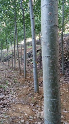 速生楊苗木 特點、栽培與管理