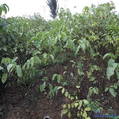 溫185核桃苗 鄭優新品種，泰安旺運苗木中心專業供應