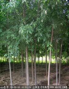 園林綠化產(chǎn)業(yè)全鏈條服務(wù) 苗木供應(yīng)、資材采購與信息交流平臺