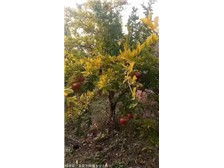 絳縣森之泉苗木種植專業(yè)合作社 優(yōu)質(zhì)苗木，綠色生態(tài)的守護(hù)者