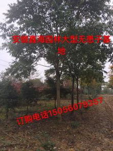 綠化苗木產(chǎn)品展示——精選52種苗木圖片與信息