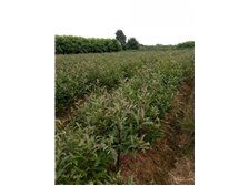 南縣鴻亨苗木種植專業(yè)合作社 為您呈現(xiàn)優(yōu)質(zhì)苗木產(chǎn)品