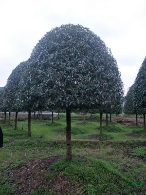 廣西常清桂花銀杏苗木基地 培育自然之美，打造綠色寶庫