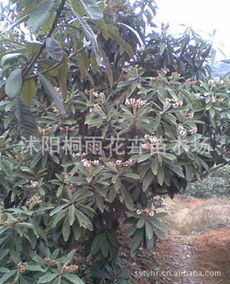 低價供應枇杷種子，價格優惠，量大從優