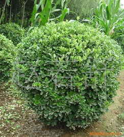 火爆直銷優質綠化苗木 探索海桐小苗與海桐球的園藝價值與市場前景