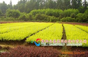 農苗網攜手沭陽亮亮園林，優質金葉女貞床苗與小苗全面供應