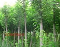 復葉槭 觀賞、綠化的優良樹種全解析