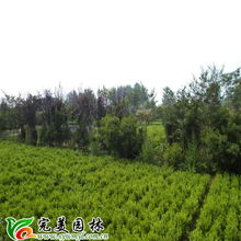 沭陽縣完美園林綠化苗木場 專業喬灌木供應，打造綠色生態之美